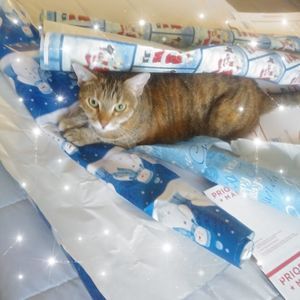 Meet your Posher, Evette